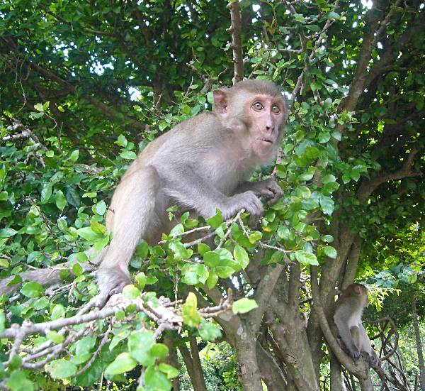 Остров обезьян в Нячанге